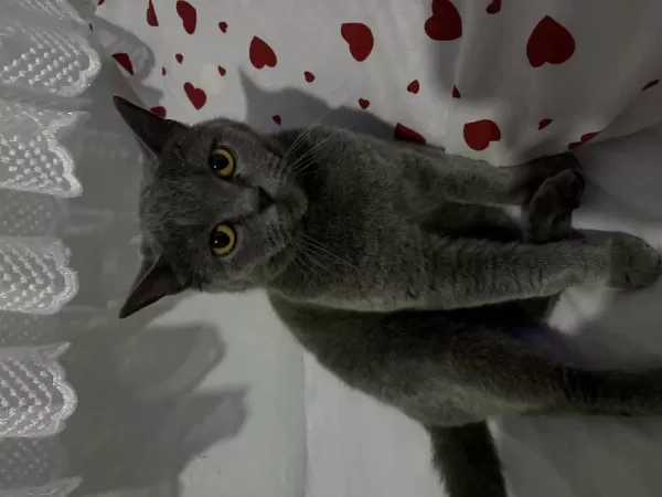 2 Yaşında Dişi British Shorthair Kısır Değil