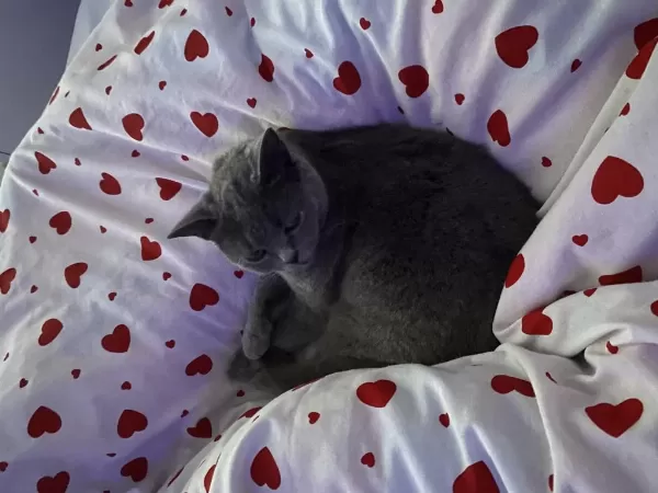 2 Yaşında Dişi British Shorthair Kısır Değil