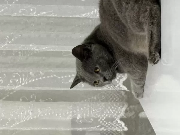 2 Yaşında Dişi British Shorthair Kısır Değil