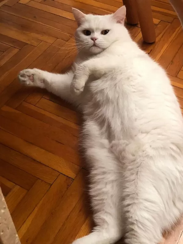 Beyaz Kısır Dişi Kedimiz Ücretsiz