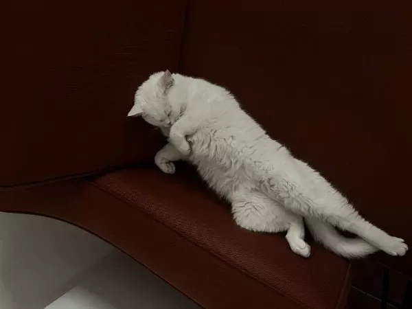 Beyaz Kısır Dişi Kedimiz Ücretsiz