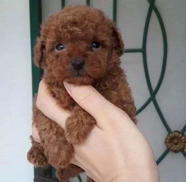 Safkan Toy Poodle Yavrularımız