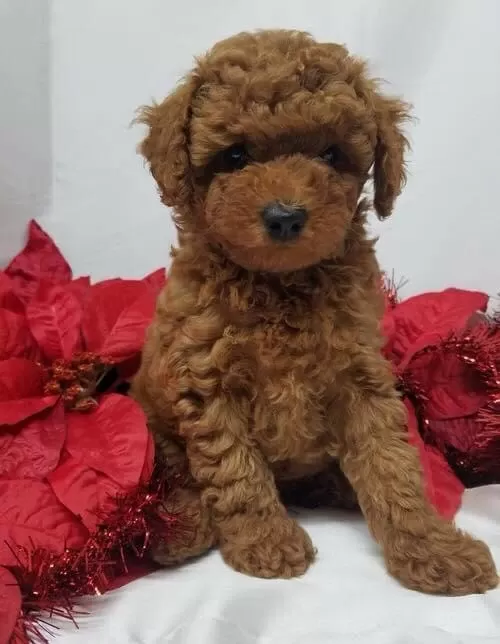 Safkan Toy Poodle Yavrularımız