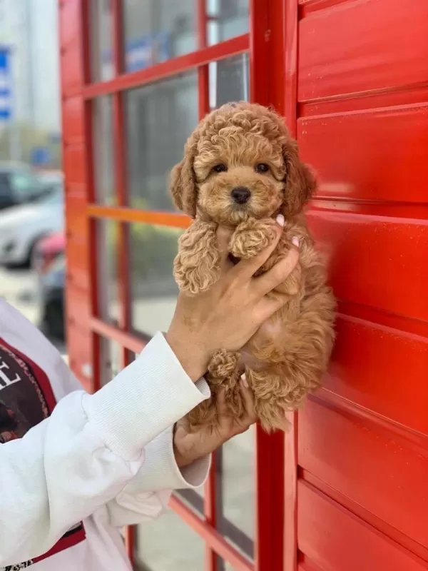 Safkan Toy Poodle Yavrularımız