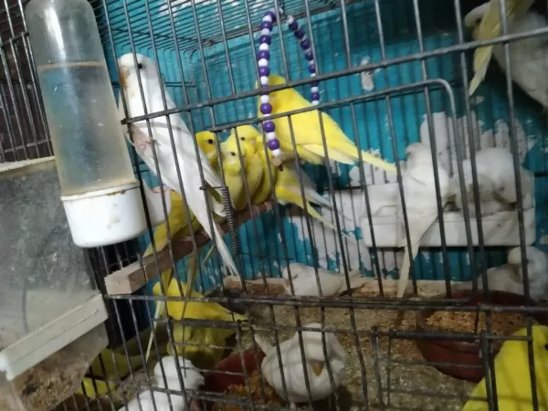 Her Renkte Türde Muhabbet Kuşu Vardır
