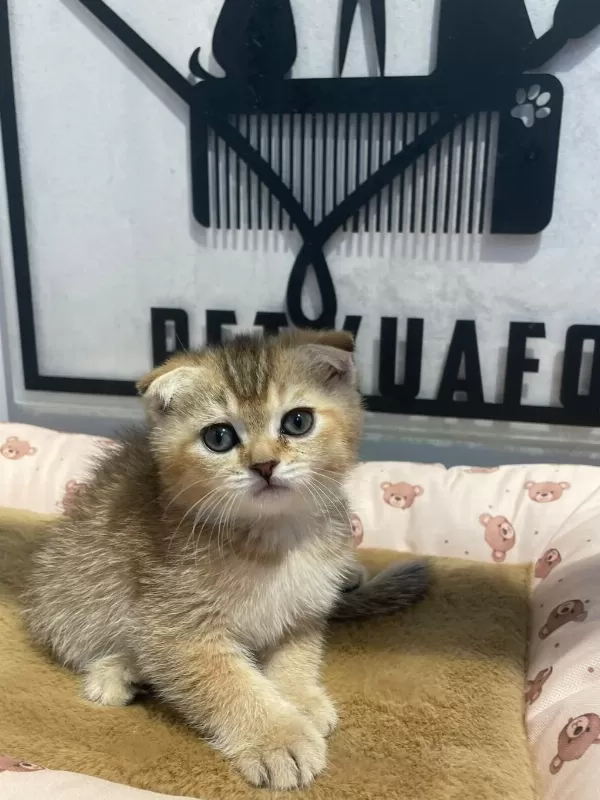 Golden Tabby Scottish Fold Erkeğim