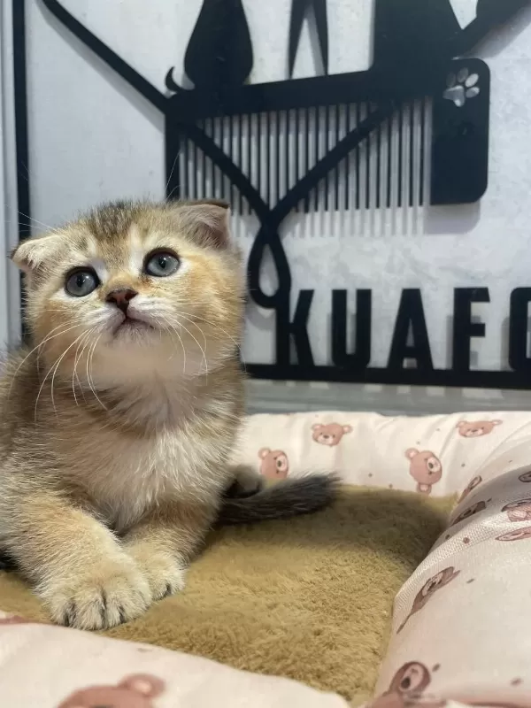 Golden Tabby Scottish Fold Bebeğim