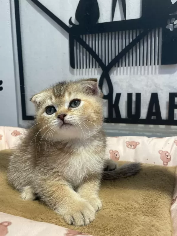 Golden Tabby Scottish Fold Bebeğim