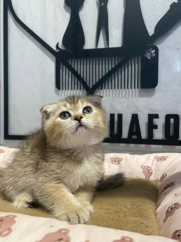 Golden Tabby Scottish Fold Bebeğim