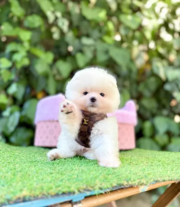 Safkan Pomeranian Boo Yavrularımız