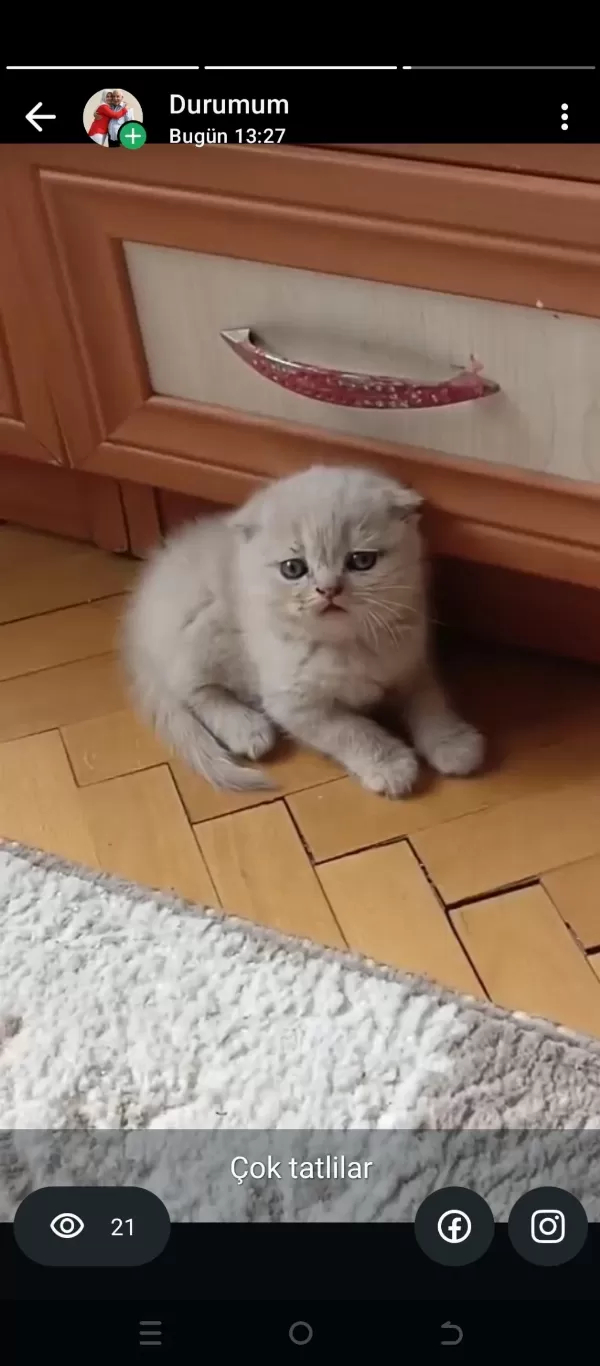 İran Ve Longhair Yavruları Açıklamayı Okuyunuz