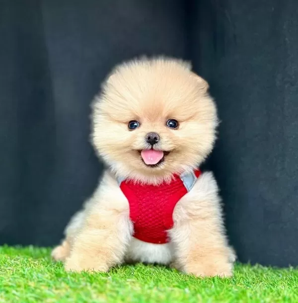 Sevimli Pomeranian Boo Yavrularımız