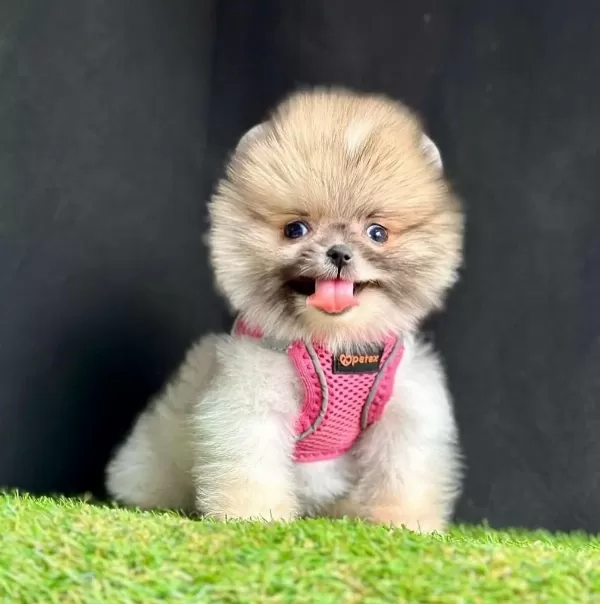 Sevimli Pomeranian Boo Yavrularımız