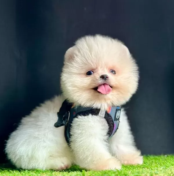 Sevimli Pomeranian Boo Yavrularımız