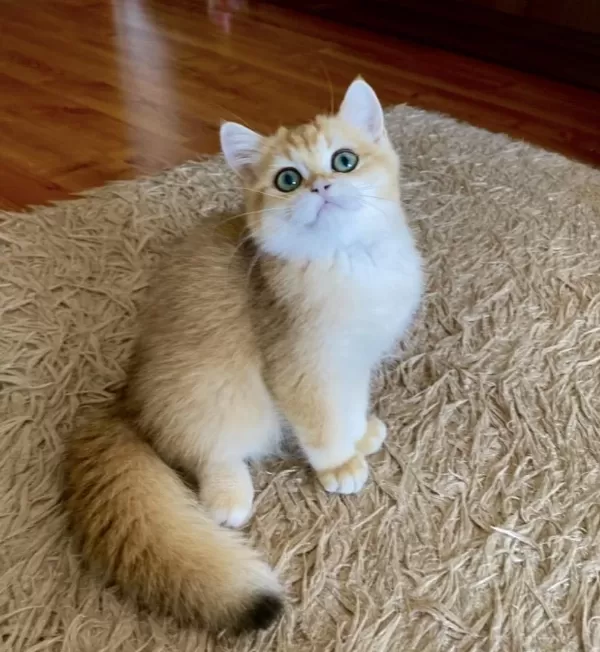 Safkan British Shorthair Golden Erkek Yavru