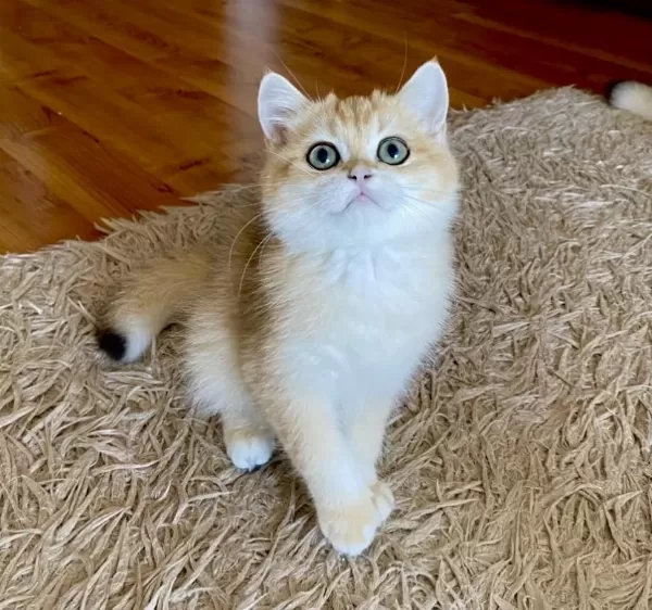 Safkan British Shorthair Golden Erkek Yavru