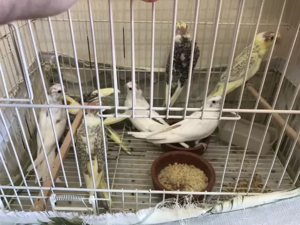 Yavru Lutino Sultan Papağanları