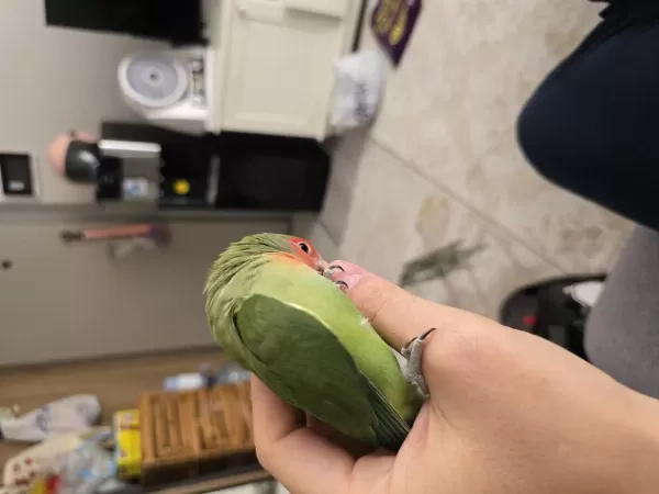 Sevda Papağanı El Beslemesi