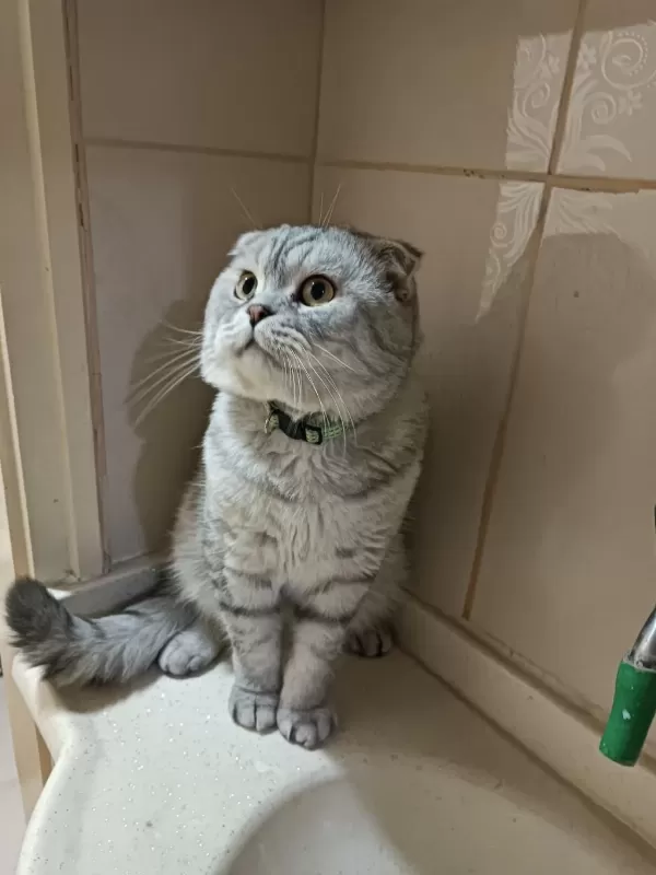 4 Yaşinda Akilli Eğitimli Scottish Fold