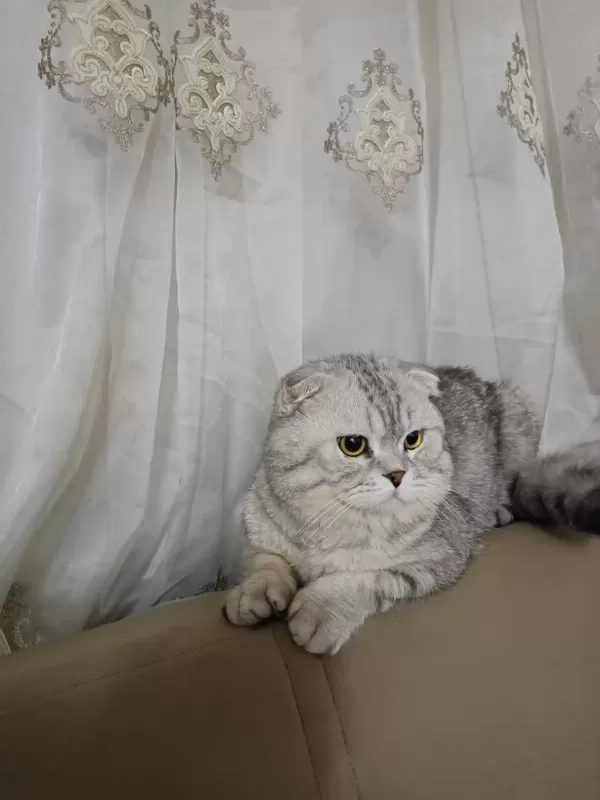4 Yaşinda Akilli Eğitimli Scottish Fold