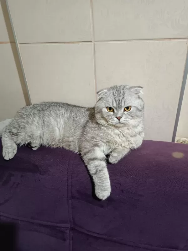 4 Yaşinda Akilli Eğitimli Scottish Fold