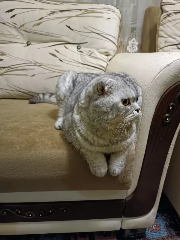 4 Yaşinda Akilli Eğitimli Scottish Fold
