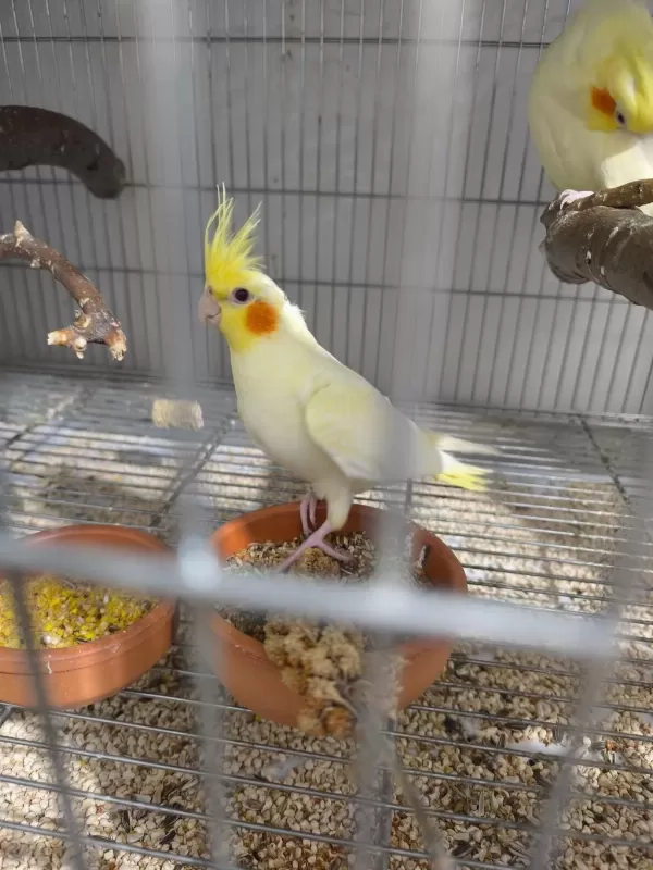 4 Aylık Kırmızı Göz Lutino Sultan Papağanı