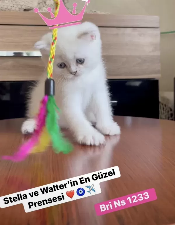 Gold Point British Shorthair