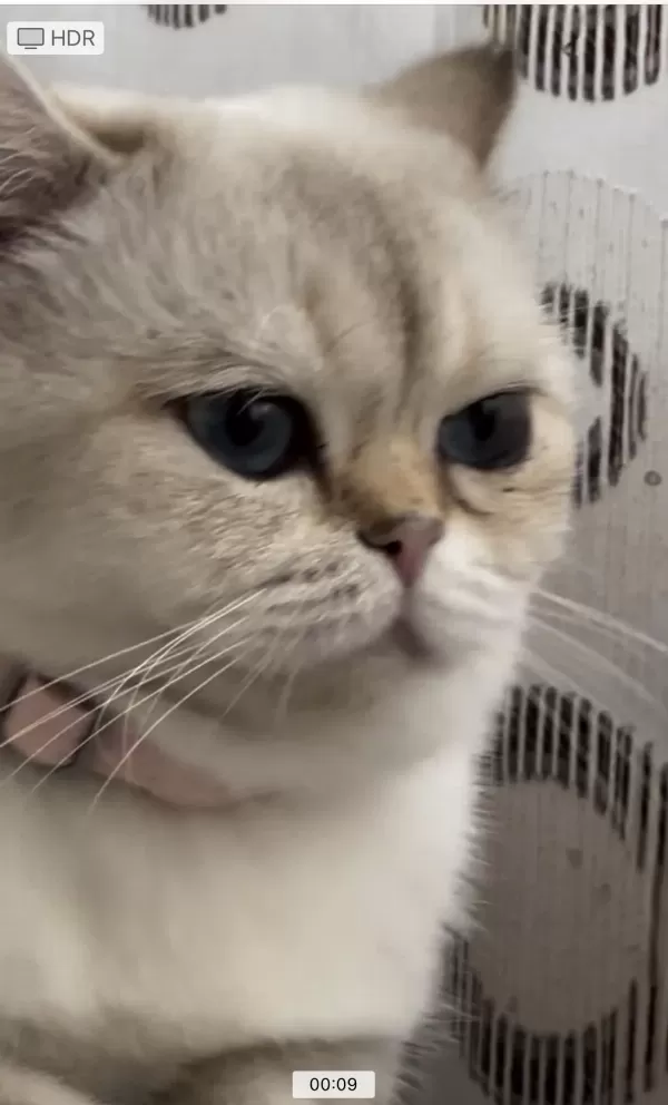 Gold Point British Shorthair