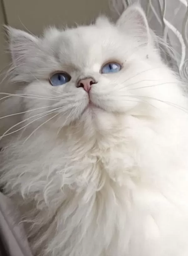 Gold Point British Shorthair