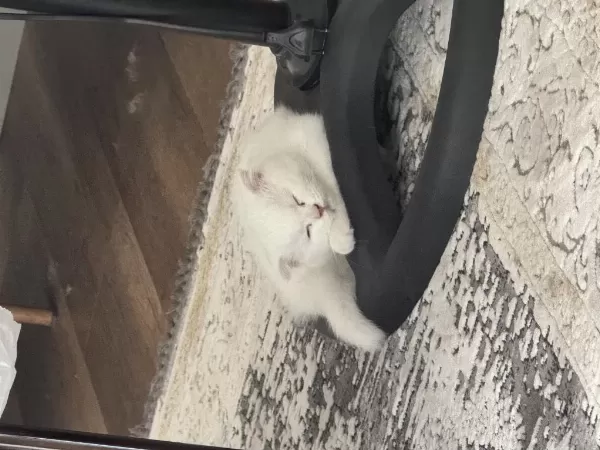 Kedimiz Mia İçin Güzel Bir Yuva Arıyoruz
