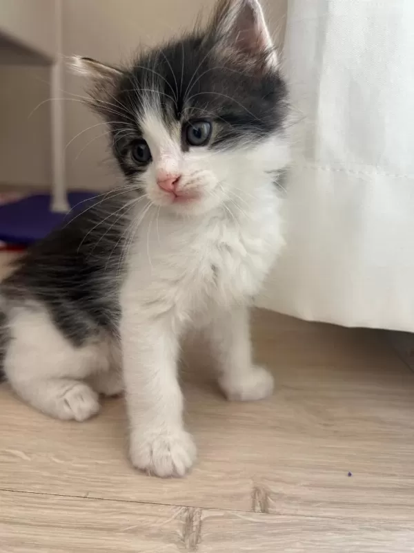 1,5 Aylık Erkek Yavru Kedimiz Ailesini Arıyor