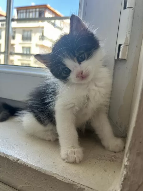 1,5 Aylık Erkek Yavru Kedimiz Ailesini Arıyor