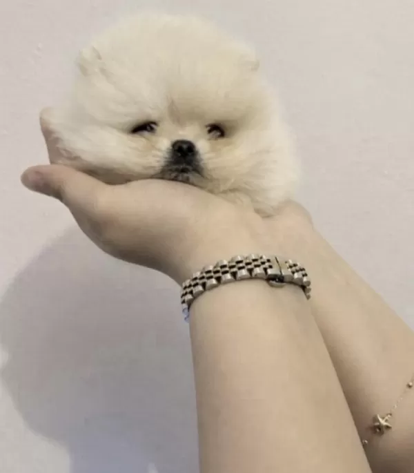 Pomeranian Boo Bakimli