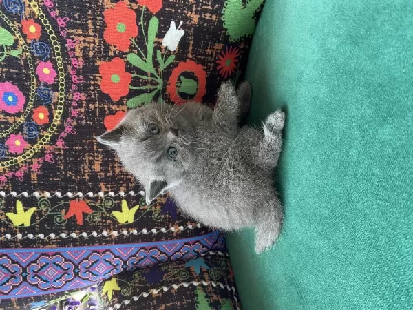 Gri Ayı Kafa Yavru British Shorthair