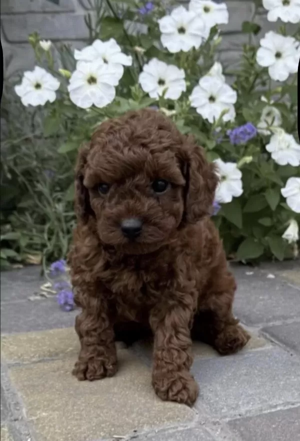 Harika Toy Poodle Yavru
