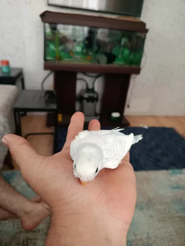 Yeni Muhabbet Kuşu Yavrular Geldi Arkadaşlar