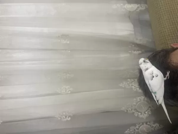 Full Evcil Konuşan Muhabbet Kuşumuz Paşa