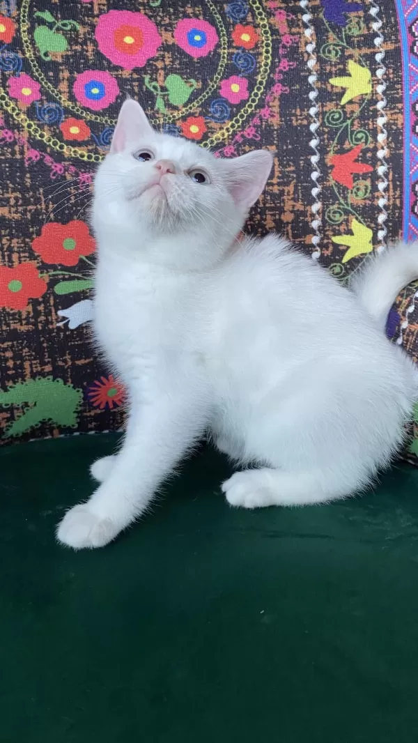 Pamuk Gibi Yavru Kedimiz