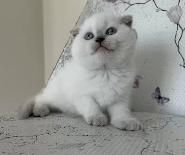 Bal Küpü Kar Topu Blue Point Kediler