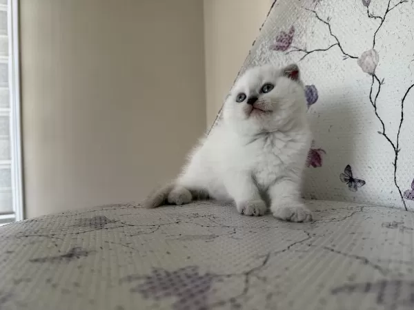 Bal Küpü Kar Topu Blue Point Kediler