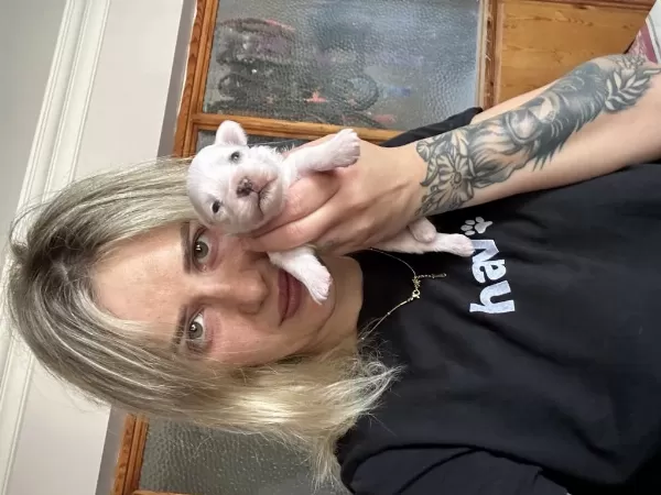 Harika Maltese Yavrular