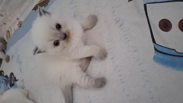 British Shorthair Dişi Yavrumuz