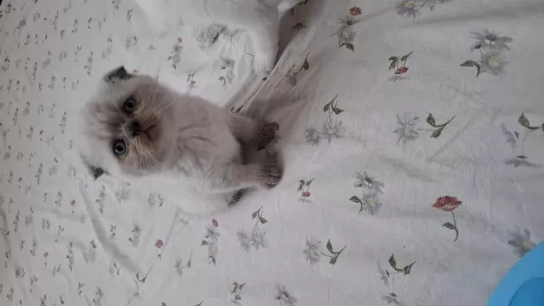Scottish Fold Erkek Yavru