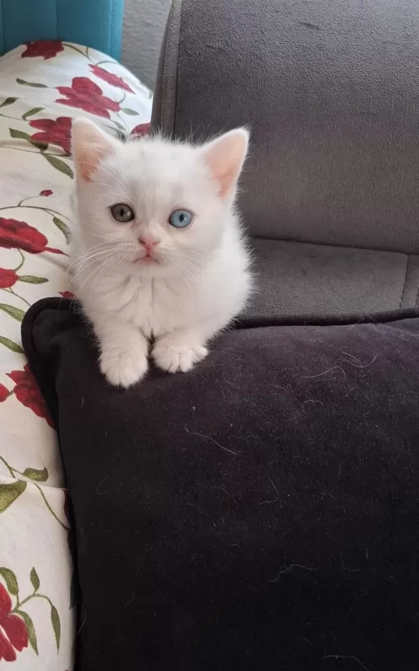 Minnak Kedilerim İçin Ulaşın