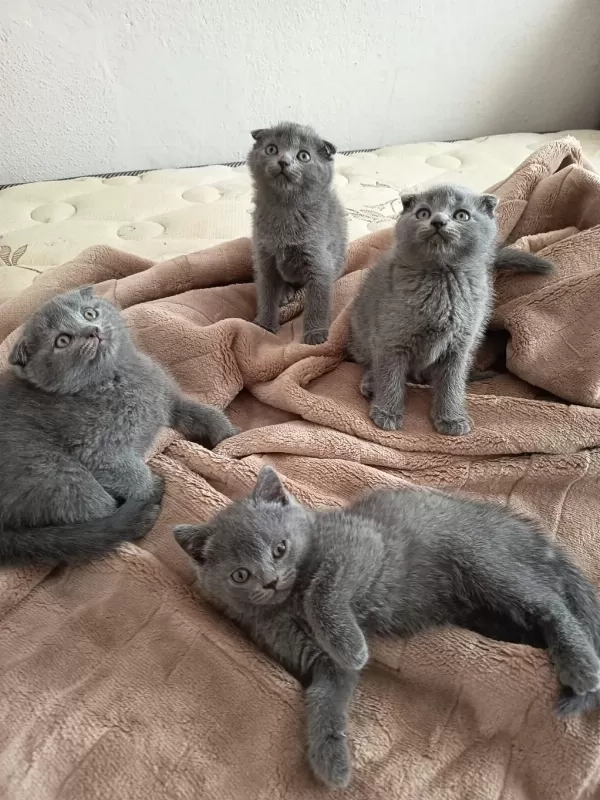 Sevgi Dolu Bebek Kediler