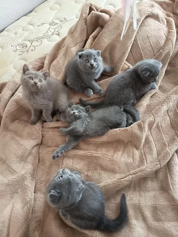 Sevgi Dolu Bebek Kediler