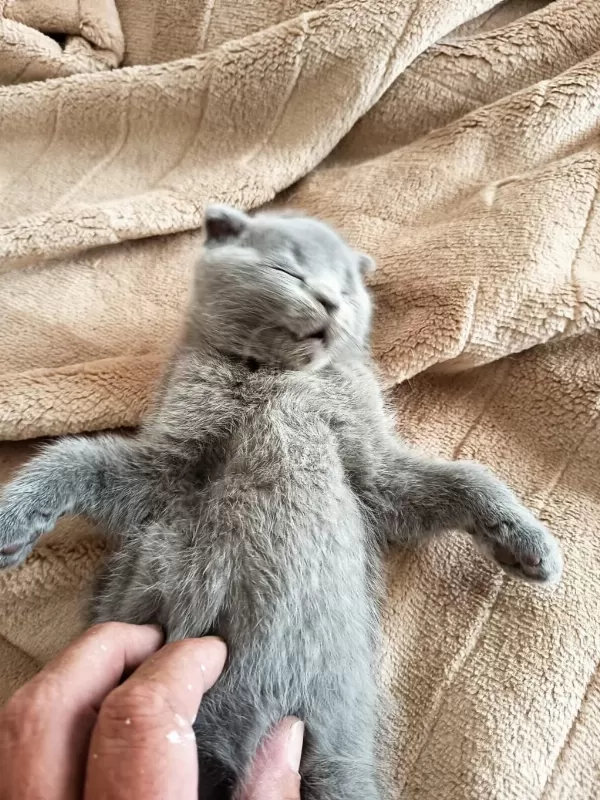 Sevgi Dolu Ve Oyuncu Bebek Kedilerim
