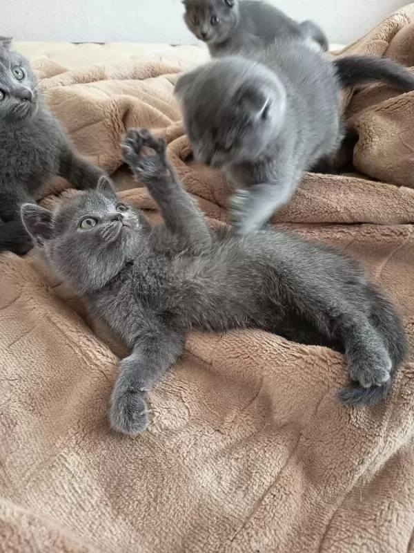 Sevgi Dolu Ve Oyuncu Bebek Kedilerim