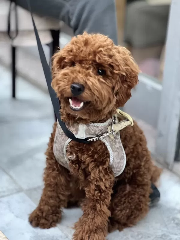 Kucak Aşığı Sevecen Toy Poodle